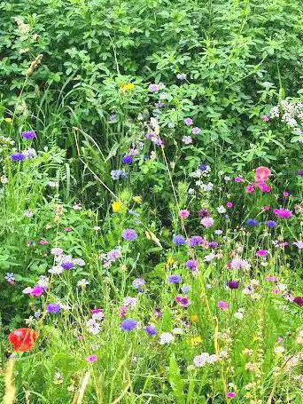 Photo de Papillons Garden