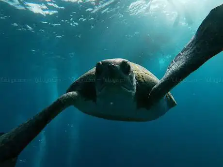 Photo de Easykayaktenerife