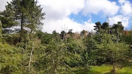 Photo de Gaziler Hill