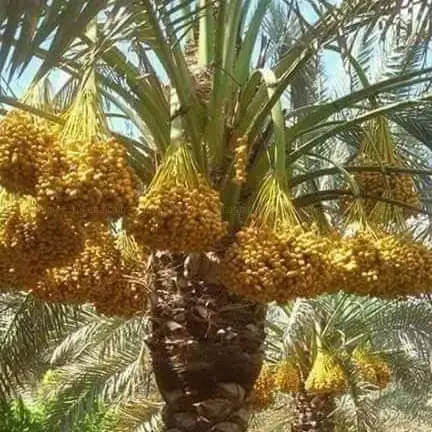 Photo de مركز شباب الجزيرة الخضراء