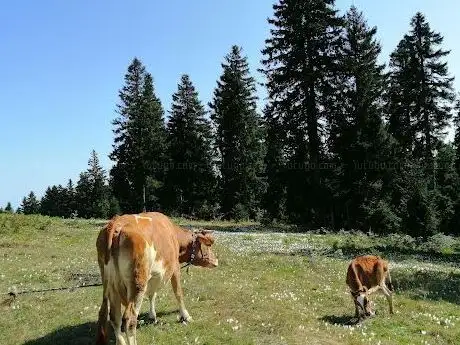 Photo de Düz Yayla Camii