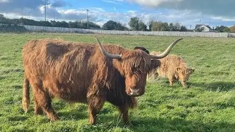 Malahide Cows