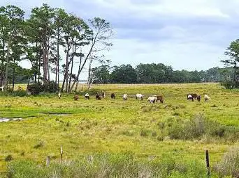 Photo de Chincoteague National Wildlife Refuge