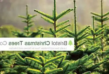 Photo de Bristol Christmas Trees