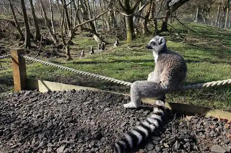 Photo of Northumberland Zoo