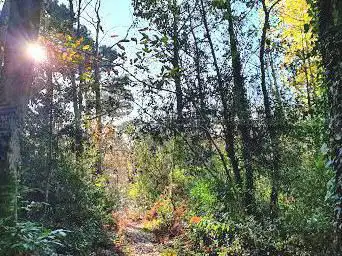 Photo de Cotor Woods