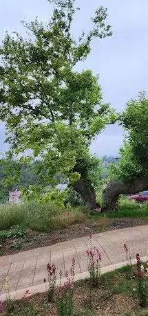 Photo de Uluçınar Anıt Ağaç
