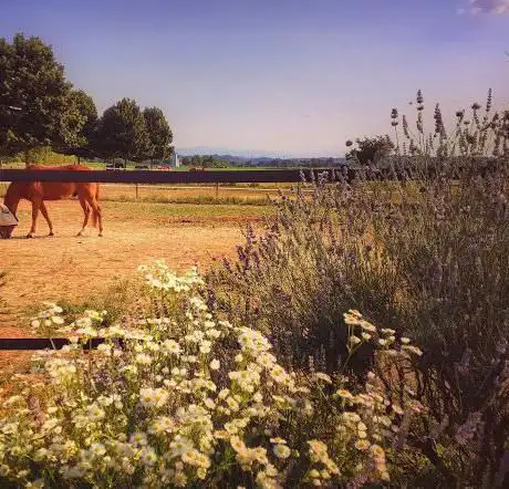 Photo de ASD Horse Club 67