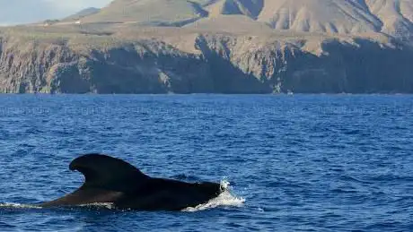 Photo de Eco Whale Watching Tenerife