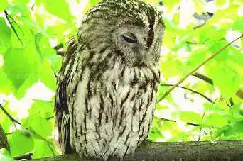 Photo de Hirschfeld Wildlife Park