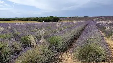 Photo de Lavender Vanessa