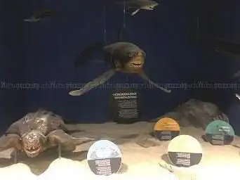 Photo de Dubrovnik Natural History Museum