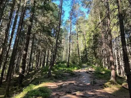 Photo de Bokedalens växter