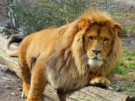 Photo of Parc Animalier de Casteil 🐒| Zoo à proximité de Perpignan