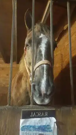 Photo de Chrislar Horse Farm and Equestrian Center