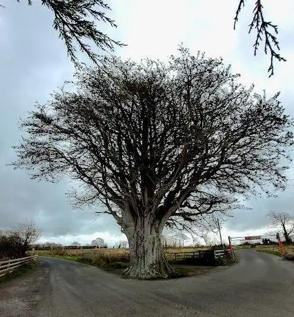 Photo de The Big Tree
