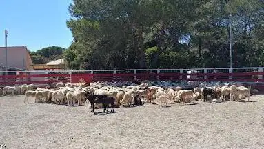 Photo de Cheval du Clapas
