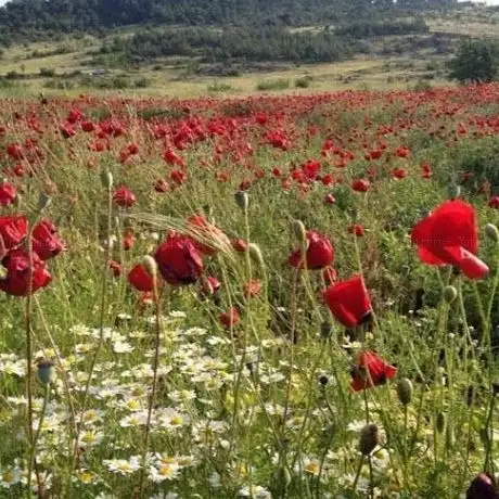 Photo de Şehit Jandarma Astsubay Kıdemli çavuş Ahmet Semerci parkı