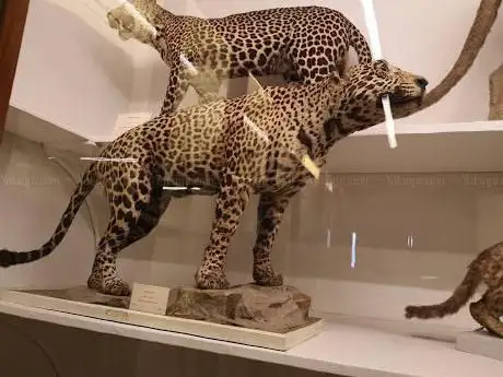 Photo de Musée de la Specola