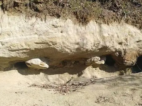 Photo of Pleschinger Austernbank