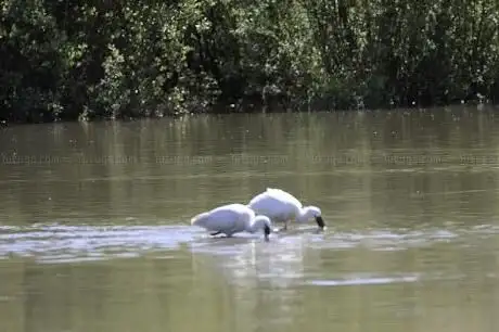 Photo de De Grote Zilverreiger