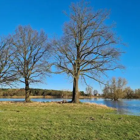 Photo de Schöner Strand an der Elbe