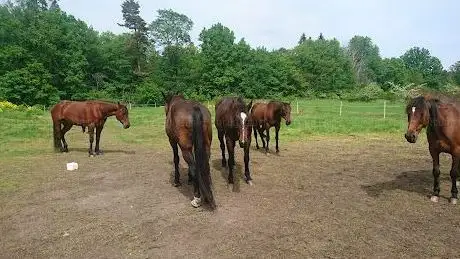 Photo de Kaknäs ängar