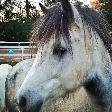 Photo de Centro Equestre ''Cloppete Cloppete''