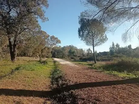 Photo de Arboreto Del Villar (Eucaliptos)