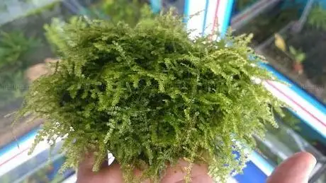 Photo de merveilles aquarium