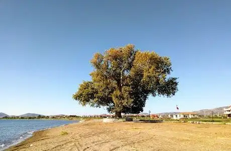 Photo de Tek Çınar