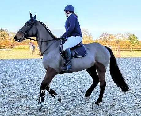 Wexford Equestrian Centre