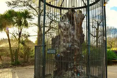 Photo de Elfin Oak