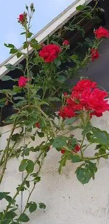Photo de ARS DIVINA