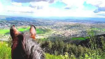 Photo de Le P'Ti Ranch
