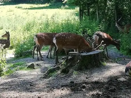 Photo of Wildpark Neuhaus