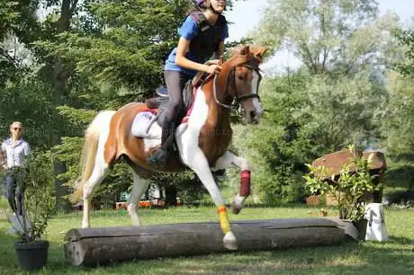 Photo de Scuola di Equitazione - Team Raiano