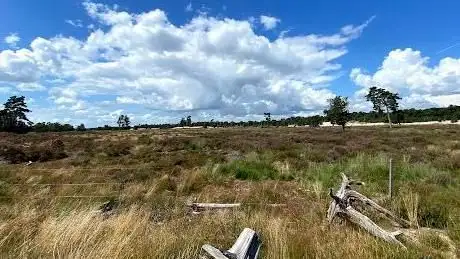 Photo de Loonse Duinen
