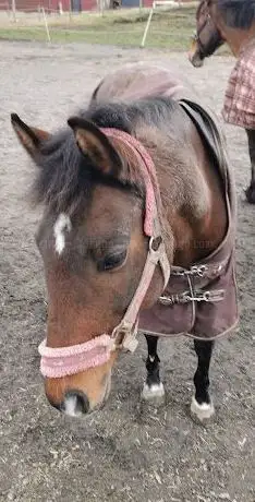 Photo de Kongahälla Ridsällskap