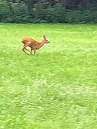 Photo de Parc du Château de Quincy-Voisins