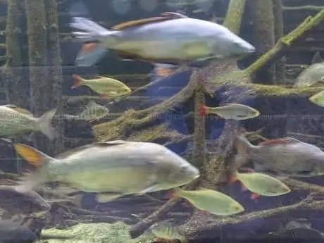 Photo de Senckenberg Museum of Natural Sciences