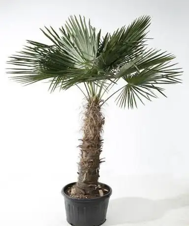 Photo de Zuidplant