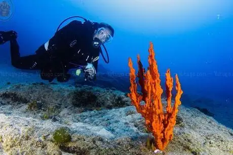 Photo de Blue Lagoon Divers