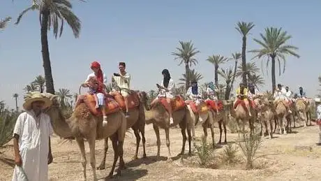 Photo de Dromadaire Quad Buggy Marrakech Palmeraie