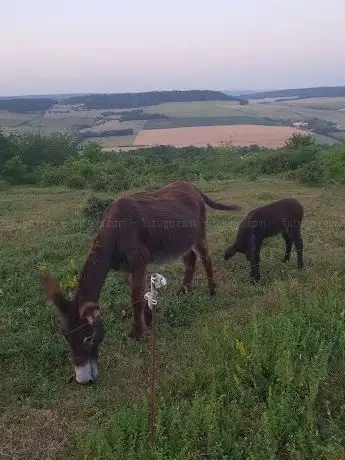 Photo of Point de vue à à Landremont