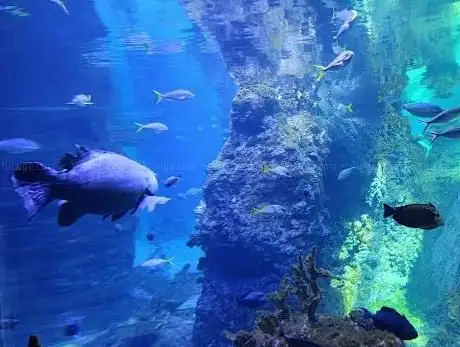 Photo de Aquarium