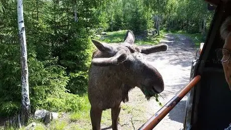 Photo de Glasrikets Älgpark AB