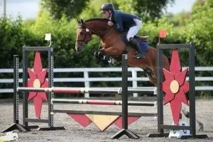 Photo de CORMAC RAFFERTY SPORT HORSES