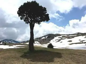 Photo de Arbre taillé