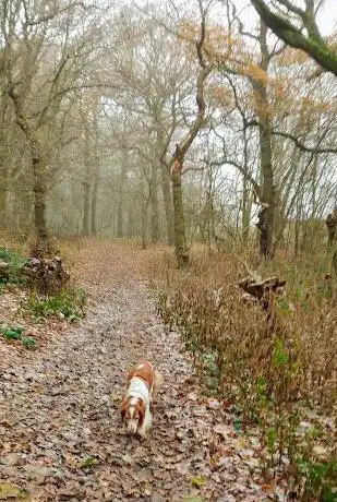 Photo de Skerningham Community Woodland